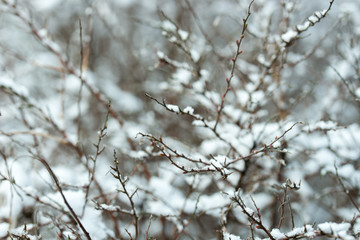 Canvas Print - twigs covered with snow