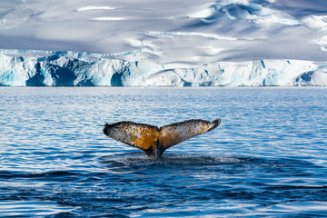 humpback whale in antarctica