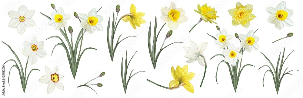 The flowers are daffodils. Watercolor illustration . Botanical collection. Set: leaves, flowers daffodils white and yellow, buds. - obrazy, fototapety, plakaty 