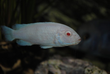 albino fish close up