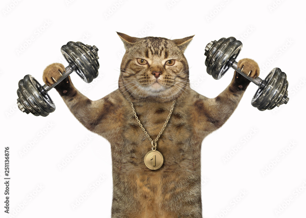 The cat bodybuilder with a sports medal is doing exercises with dumbbell weights. White background. 