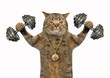 © iridi66 - The cat bodybuilder with a sports medal is doing exercises with dumbbell weights. White background.