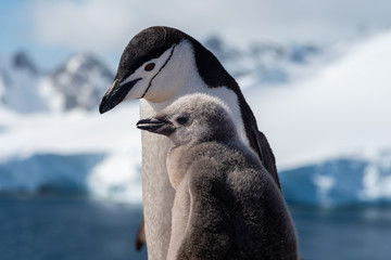 Chistrap penguin with a chick antarctica