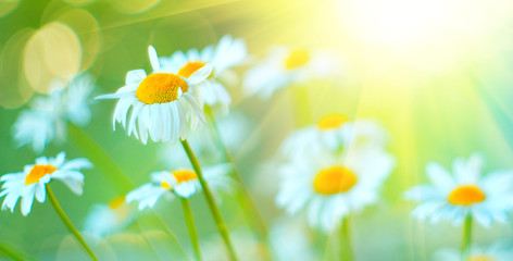 Sticker - Chamomile field flowers border. Beautiful nature scene with blooming chamomiles in sun flares. Summer background