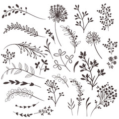 Fototapete - Collection of vector rustic plants for design