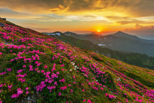 Flowering Of Carpathian Rhododendron On The Ukrainian Mountain Slopes Overlooking The Summits Of Hoverla And Petros With A Fantastic Morning And Evening Sky With Colorful Clouds.