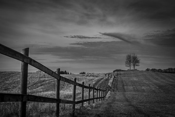 Landscape in Denmark. Two trees on the top op a hill.