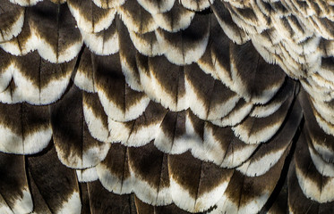 pattern of ruppell's vulture feathers in macro closeup, wildlife background, critically endangered bird specie