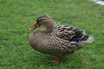 very pretty duck standing in bright green grass
