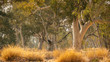 eucalyptus trees in dry river bed in australia