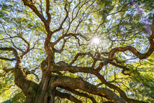 Angel Oak Live Oak Tree In Charleston, South Carolina