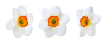 Realistic Daffodil Flower Heads. Vector Illustration
