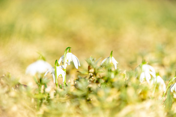 spring background with bokeh - first spring flowers in the garden