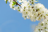 Fototapeta Kwiaty - Apple blossom spring tree