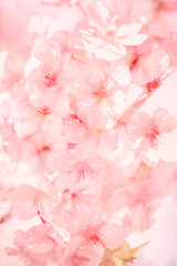 Wall Mural - Pink plum flower