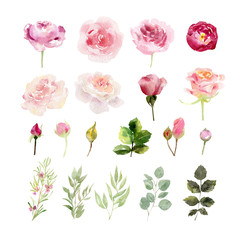 Wall Mural - A collection of hand painted watercolor flowers roses