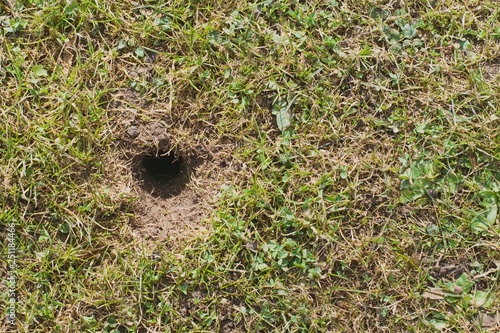 Fotografía Mouse or vole hole in the spring lawn, lawn cultivation problem