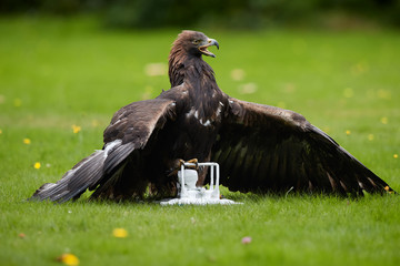 falconry training for airfield protection against drones. golden eagle, aquila chrysaetos against wh