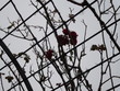 róże w śniegu, Schonbrunn