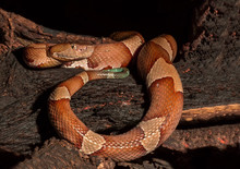 Copperhead, Snake- Agkistrodon Contortrix, A North American Venomous Snake