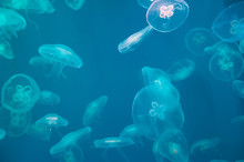 Moon Jellyfish Aurelia Aurita In The Water