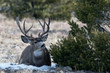 A mule deer buck lies comfortably in his bed near Buena Vista, Colorado