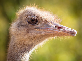 Sticker - Portrait of an ostrich in the park