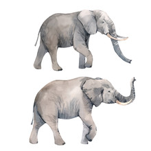Watercolor Elephant Vector Illustration