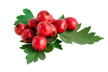 Hawthorn Haws Or Berries With Leaves Isolated On White