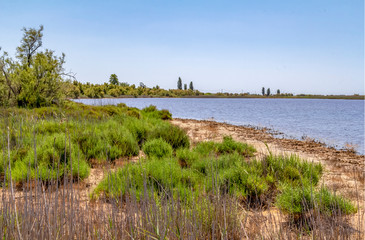 Poster - Camargue in France