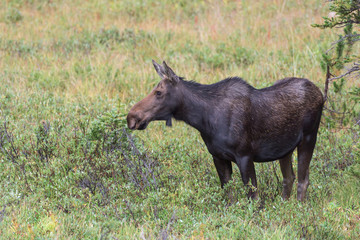 Shiras Moose in Colorado. Shiras are the smallest species of Moose in North America