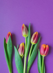 Wall Mural - Top view of a bouquet of fresh blooming pink, red and yellow tulips on purple background with copy space. Floral spring background