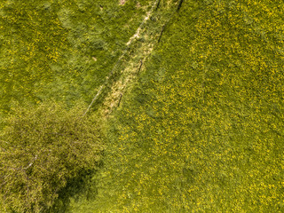 Canvas Print - Buttercup flower meadow aerial