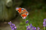 Fototapeta Londyn - bright summer butterfly peacock eye on the delicate purple flowers of lavender