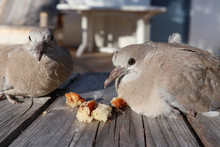 Couple Turtledove Eurasian Collared Dove (Streptopelia Decaocto) Eating Some Bread Outdoor Home Garden