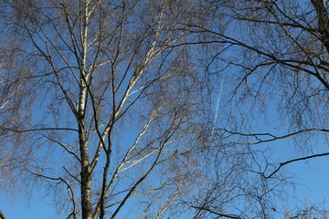 Crown of birches on against the blue spring sky