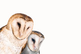 Fototapeta Zwierzęta - two curious owls with white background.