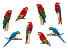 Macaw Parrot Isolated On White Background