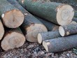 Holzstapel - gerodete Baumstämme lagern im Wald