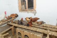 Breeding Chickens In The Household. Poultry. Chicken Shed. Chicken Feeder. Construction Of Wooden Boards. Roosters And Chickens. Chickens Sit On Wooden Boards.