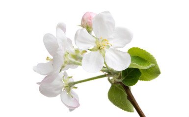 Poster - apple flower isolated