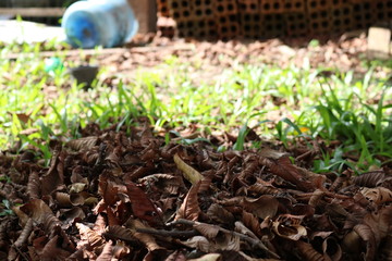 seedlings growing in soil