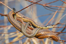 Two Snakes Coiled Around Each Other On Tree Branches Next To Pond. 