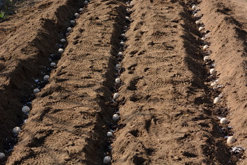 Poster - Planting seed potatoes / Kitchen garden