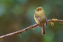 Yellowish Flycatcher - Empidonax Flavescens - Small Passerine Bird In The Tyrant Flycatcher Family. It Breeds In Highlands From Southeastern Mexico South To Western Panama
