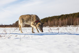 Fototapeta  - A full-grown gray wolf sneaks along a snowy winter field amid a forest
