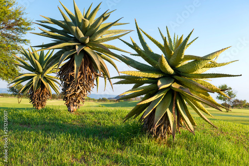 Plant Aloe Vera At The Dawn Of The Sun South Africa Buy This