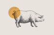 Graphic hand-drawn pig on a light background. Retro engraving with farm animal for menu restaurants, for packaging in markets and shops. Vector vintage illustrations.