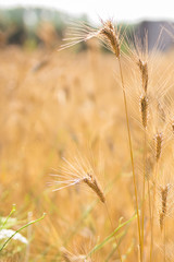 Blurred background of wheat field. Ears of golden wheat close up. Beautiful Nature Sunset Landscape. Rural Scenery Rich harvest concept