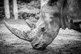 Fototapeta Zwierzęta - Black and White image of a Rhino
